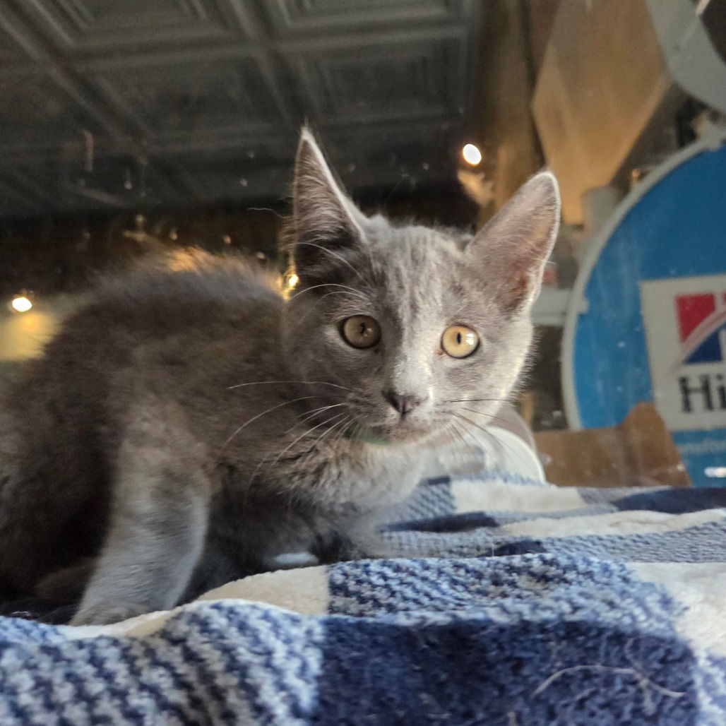 adoptable Cat in Chico, CA named Grasshopper