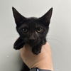 adoptable Cat in chico, CA named Thumble