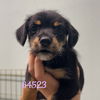 adoptable Dog in chico, CA named Whisper