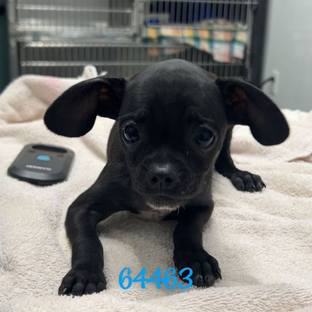 adoptable Dog in Chico, CA named Chedder
