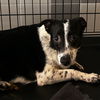 adoptable Dog in chico, CA named Maze
