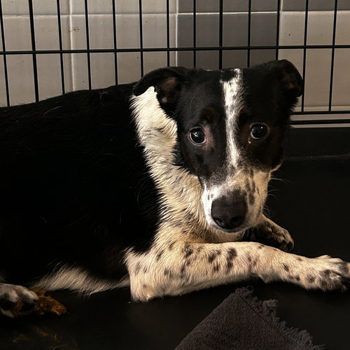 MAZE - Terrier available for adoption