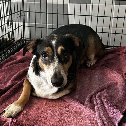 DAVINA - Terrier available for adoption