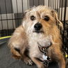 adoptable Dog in chico, CA named Romeo C