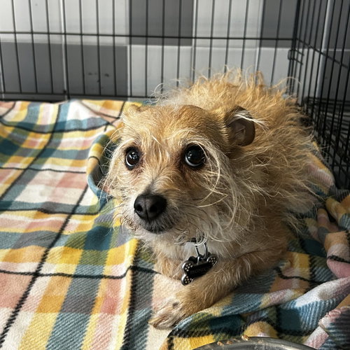 THUMPER - Wirehaired Fox Terrier available for adoption