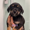 adoptable Dog in chico, CA named Willa