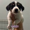adoptable Dog in chico, CA named Westlyn