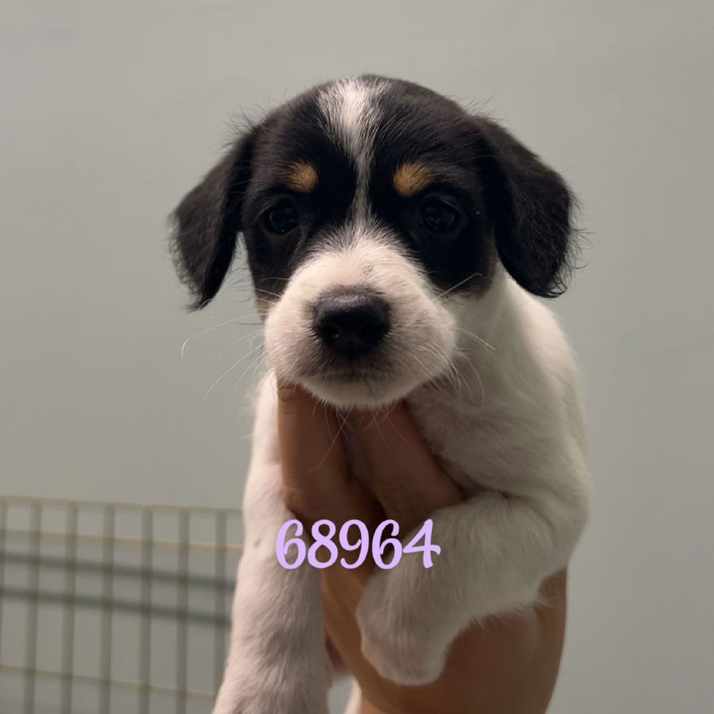 adoptable Dog in Chico, CA named Yumi