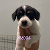 adoptable Dog in chico, CA named Yumi