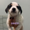 adoptable Dog in chico, CA named Zola