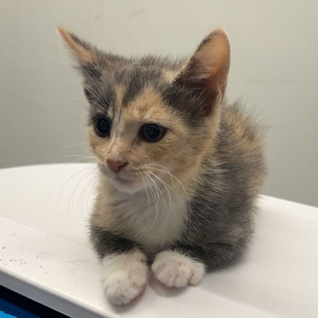 adoptable Cat in Chico, CA named Esme