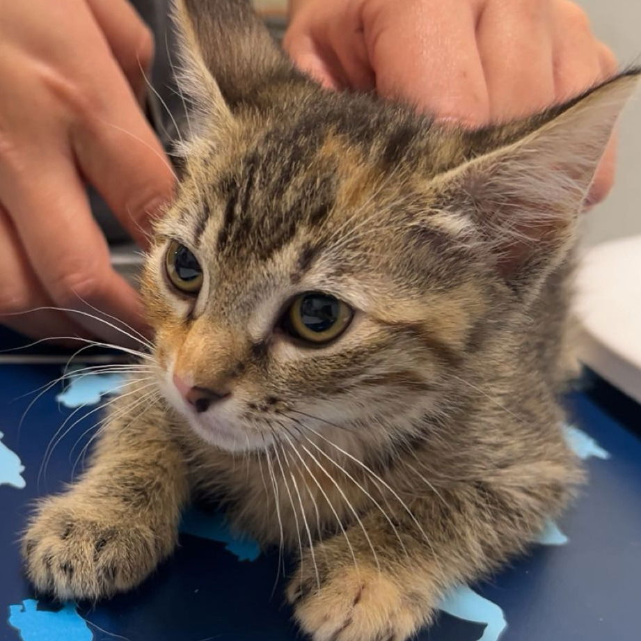 adoptable Cat in Chico, CA named Emmy