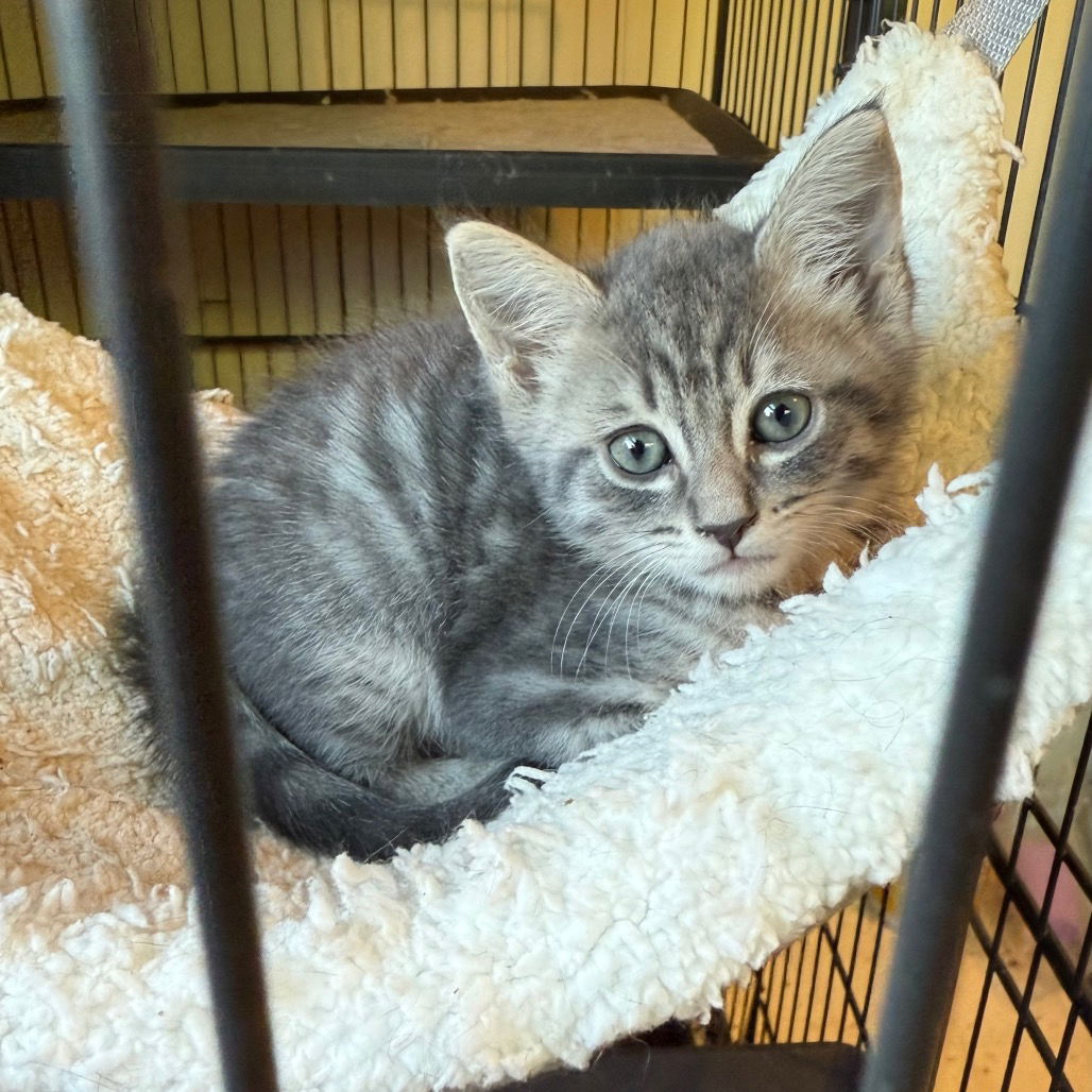 adoptable Cat in Chico, CA named Cloud