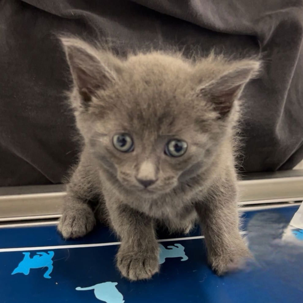 adoptable Cat in Chico, CA named Cotton Ball