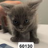 adoptable Cat in chico, CA named Puff Ball