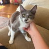 adoptable Cat in chico, CA named Sweetie
