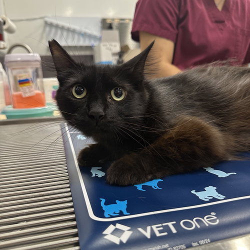 picture of the cat needing adoption