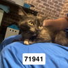 adoptable Cat in chico, CA named Ruby