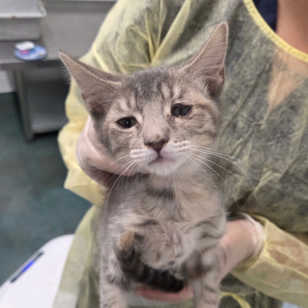 adoptable Cat in Chico, CA named Astrid