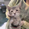 adoptable Cat in chico, CA named Astrid