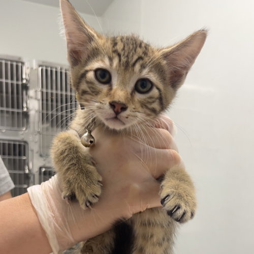 picture of the cat needing adoption