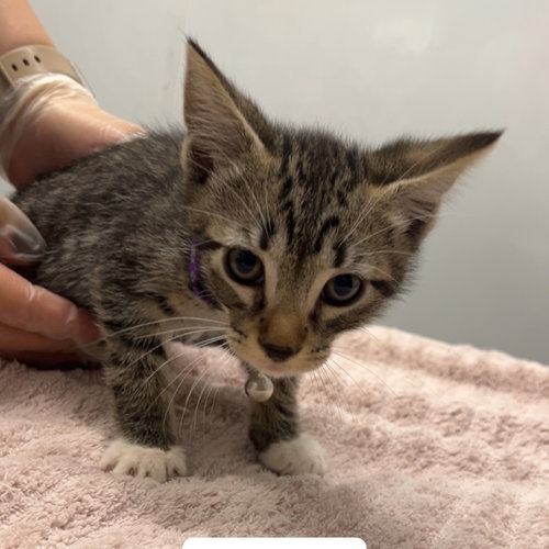 picture of the cat needing adoption