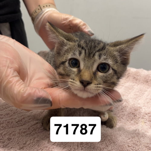 picture of the cat needing adoption