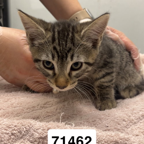 picture of the cat needing adoption