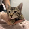 adoptable Cat in chico, CA named Audrey