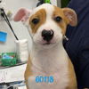adoptable Dog in chico, CA named Ranger