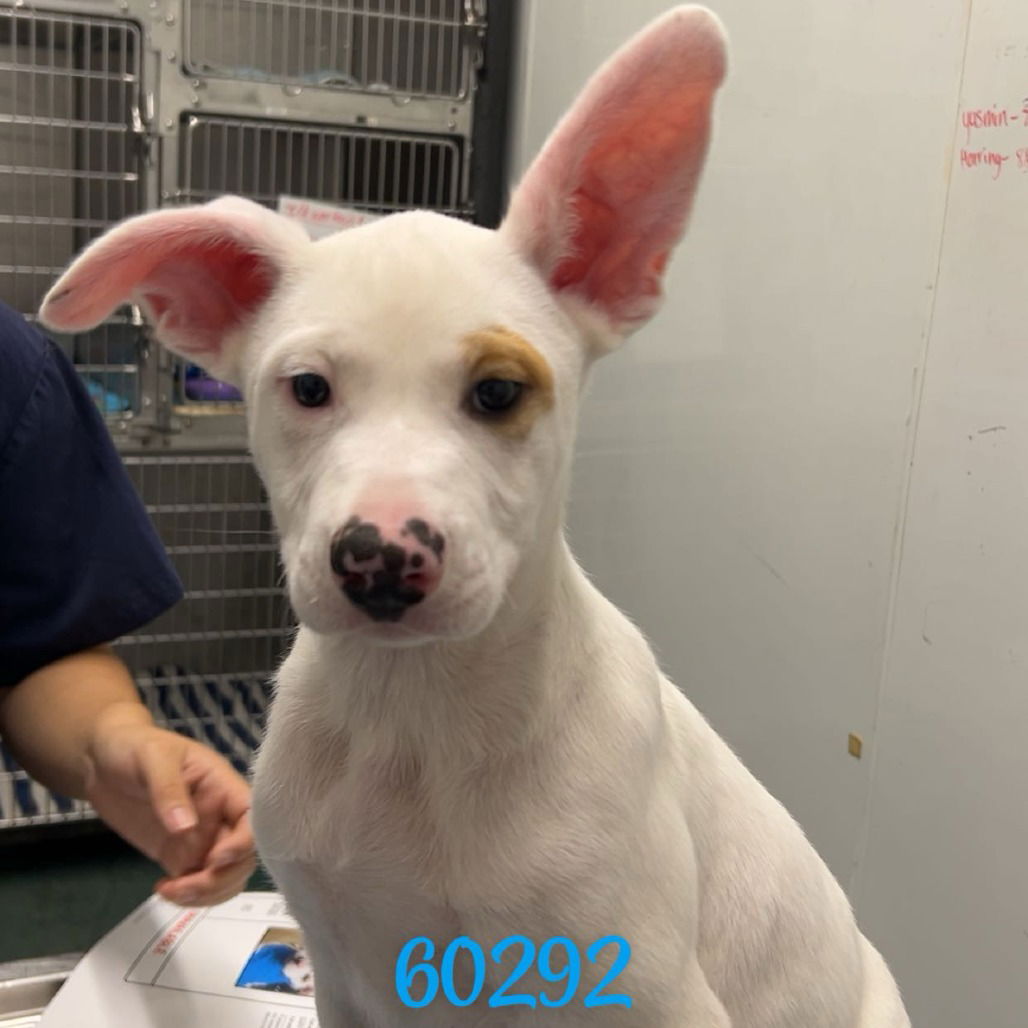 adoptable Dog in Chico, CA named Diesel