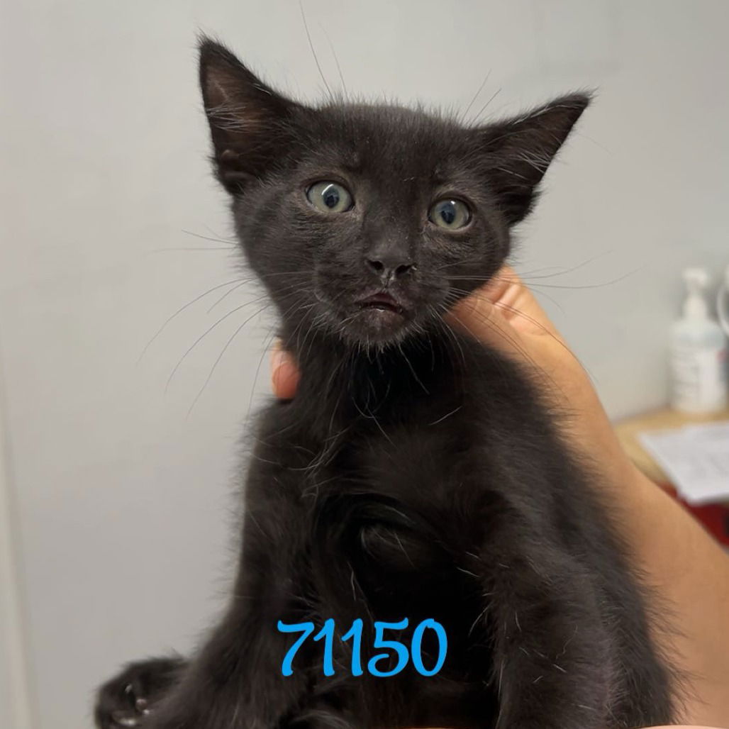 adoptable Cat in Chico, CA named Grape