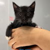 adoptable Cat in chico, CA named Lime