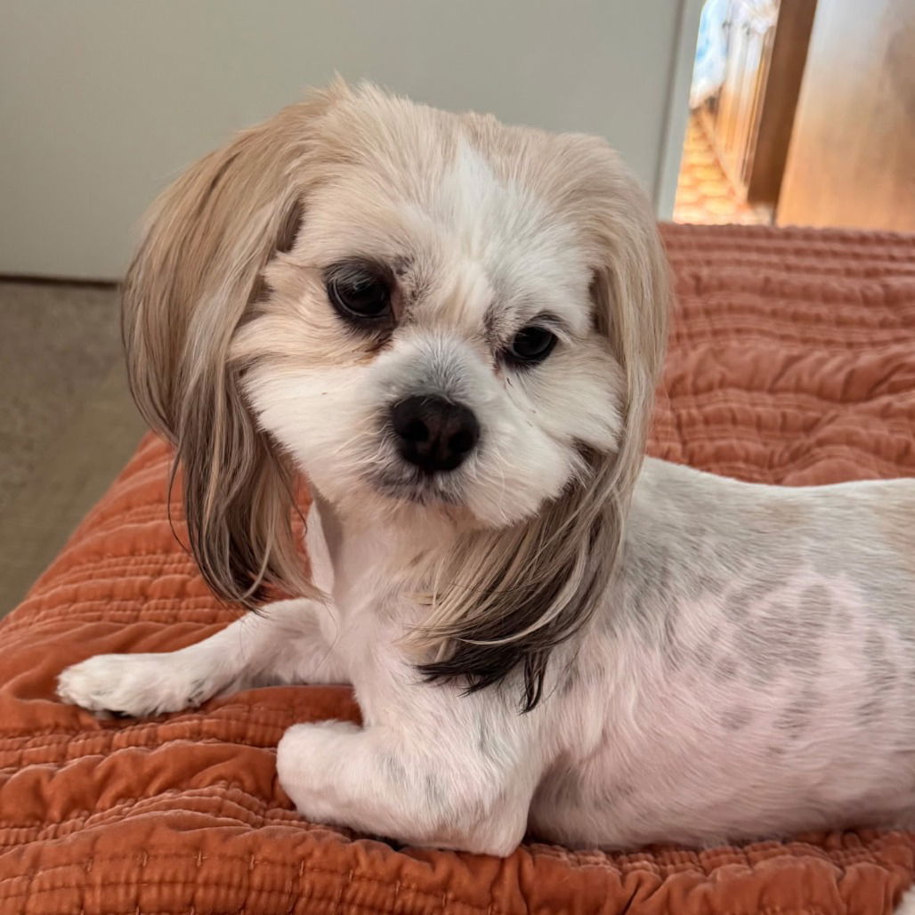 adoptable Dog in Chico, CA named Scout