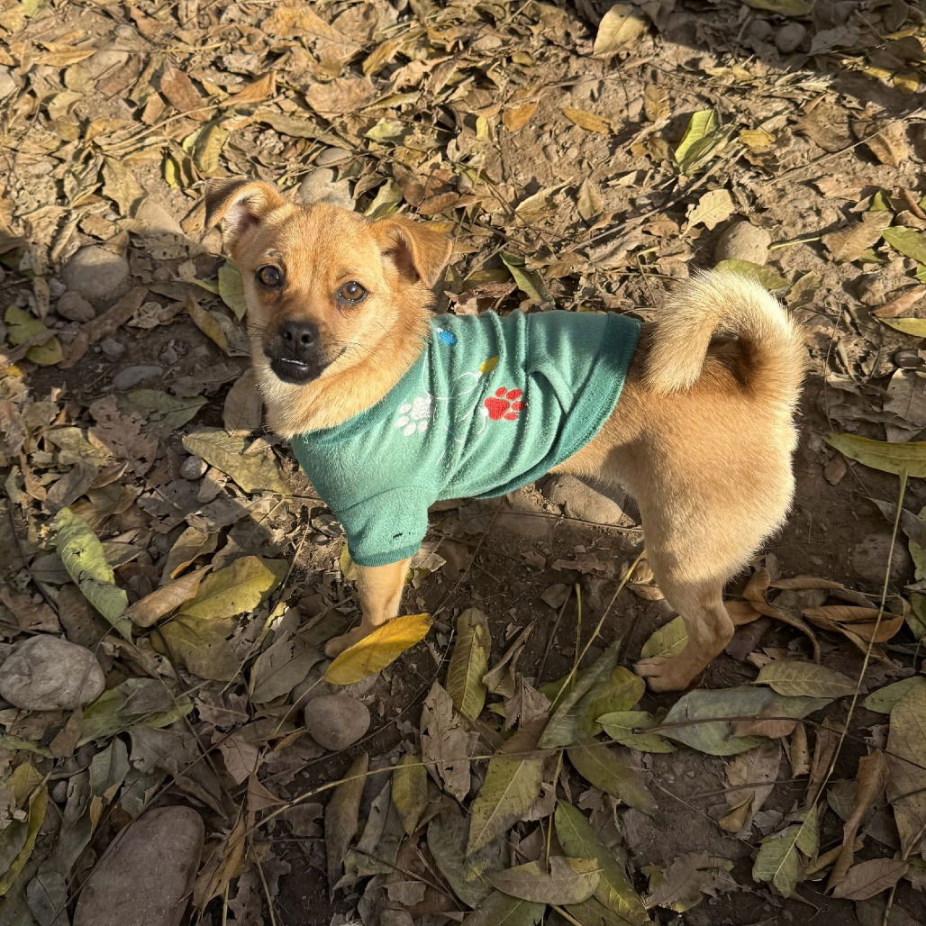 adoptable Dog in Chico, CA named Lupitaa