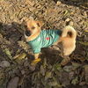 adoptable Dog in chico, CA named Lupitaa