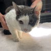 adoptable Cat in chico, CA named Berkley