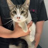 adoptable Cat in chico, CA named Willow