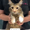 adoptable Cat in chico, CA named Marceli