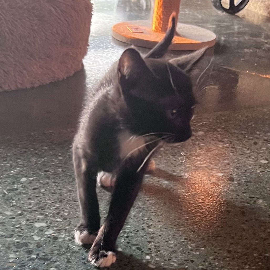 adoptable Cat in Chico, CA named Mint Julep