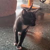 adoptable Cat in chico, CA named Mint Julep