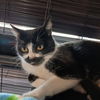 adoptable Cat in chico, CA named Nari
