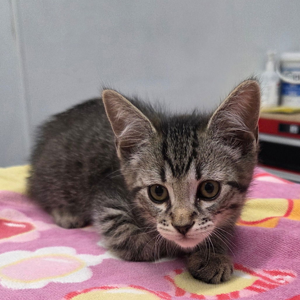adoptable Cat in Chico, CA named Flower