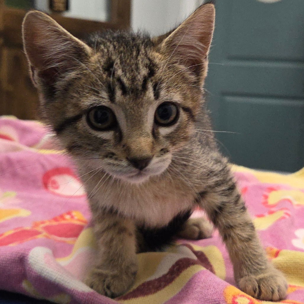 adoptable Cat in Chico, CA named Great Prince