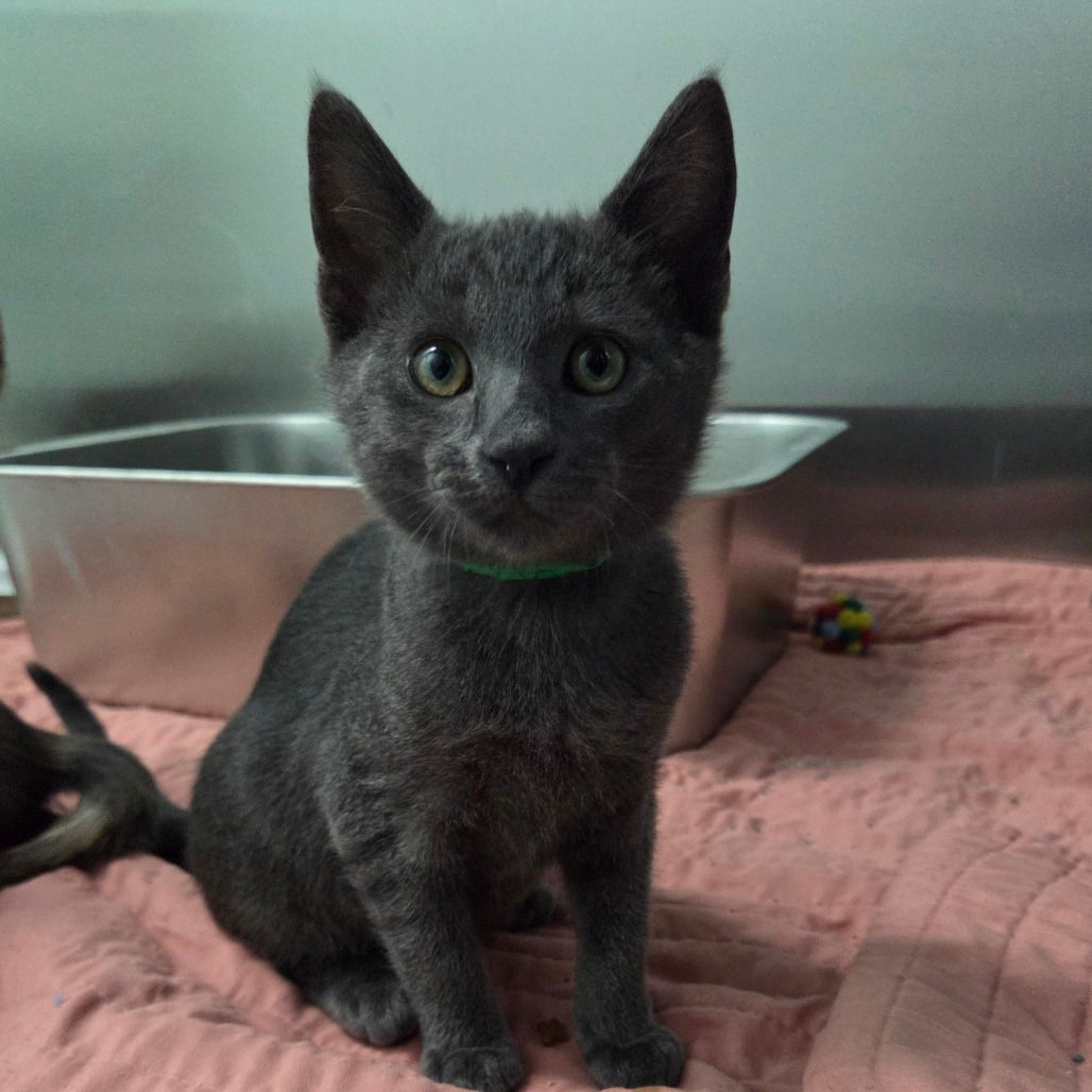 adoptable Cat in Chico, CA named Ronno