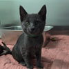 adoptable Cat in chico, CA named Ronno