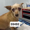 adoptable Dog in chico, CA named Peaches G