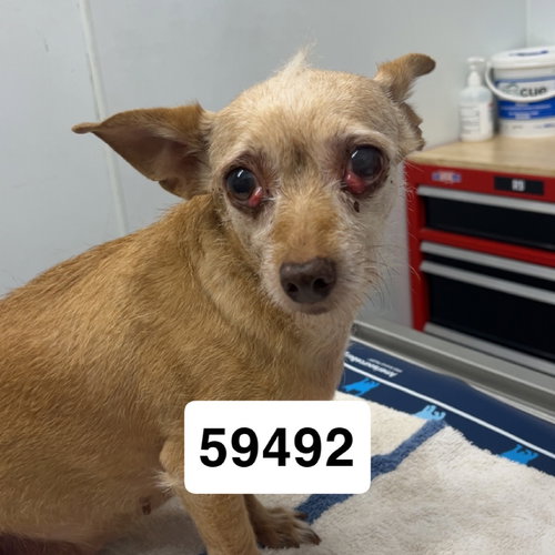 PEACHES G - Chihuahua available for adoption