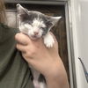 adoptable Cat in chico, CA named Katara