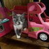 adoptable Cat in chico, CA named Tipsy